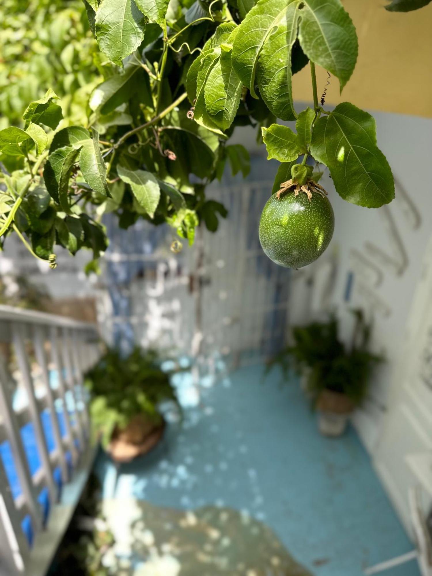 B&B Mi Ma Bo, Sal Rei, Boa Vista, Cape Verde, Free Wi-Fi Exterior photo